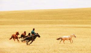 El caballo no se convirtió en el medio de transporte terrestre hasta hace 4,200 años