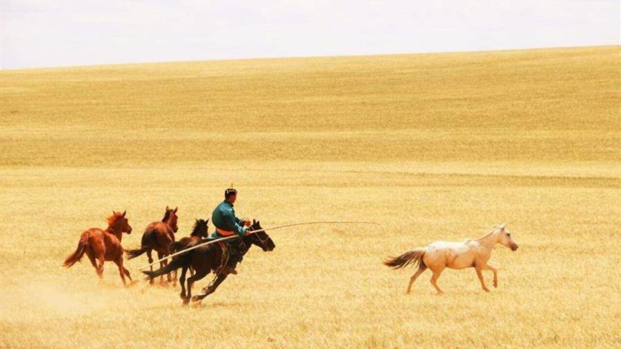 El caballo no se convirtió en el medio de transporte terrestre hasta hace 4,200 años El caballo no se convirtió en el medio de transporte terrestre hasta hace 4,200 años