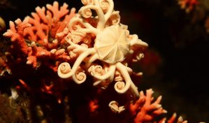 Descubren en Chile hidrocoral rojo más austral y en aguas más superficiales del mundo