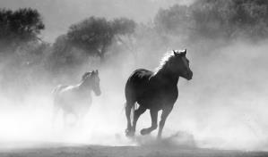 Cómo el caballo doméstico conquistó el mundo hace 4,200 años