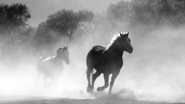 Cómo el caballo doméstico conquistó el mundo hace 4,200 años