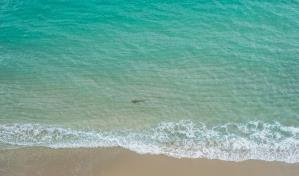 Advierten sobre tiburones en playas de Florida tras varios ataques recientes