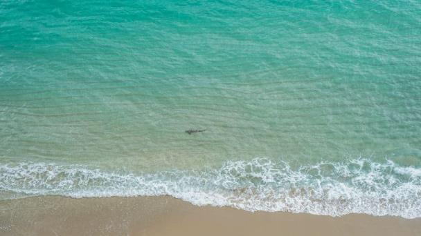 Advierten sobre tiburones en playas de Florida tras varios ataques recientes