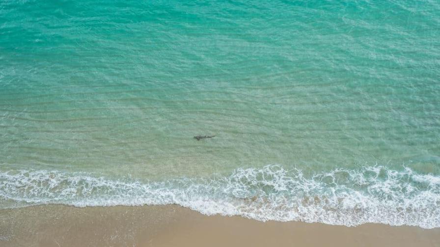 Advierten sobre tiburones en playas de Florida tras varios ataques recientes