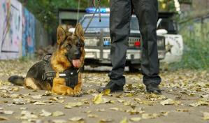 Perro policía de Nuevo México está bajo investigación por dar mordidas