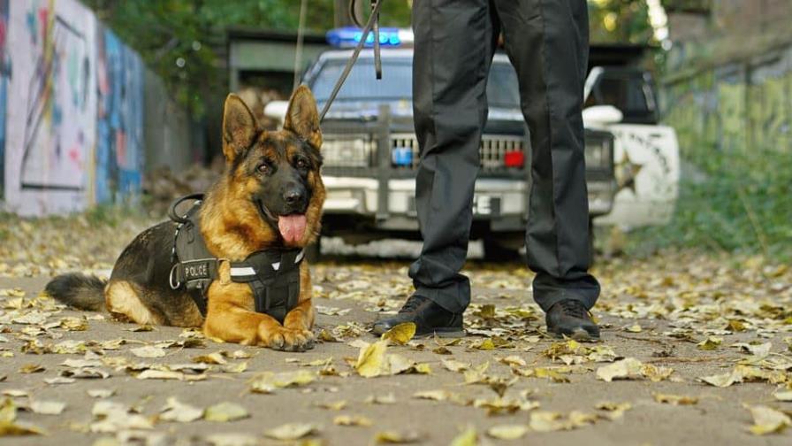 Perro policía de Nuevo México está bajo investigación por dar mordidas