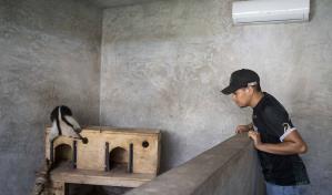 Ola de calor en México: primero fueron los monos, ahora hay aves con aire acondicionado