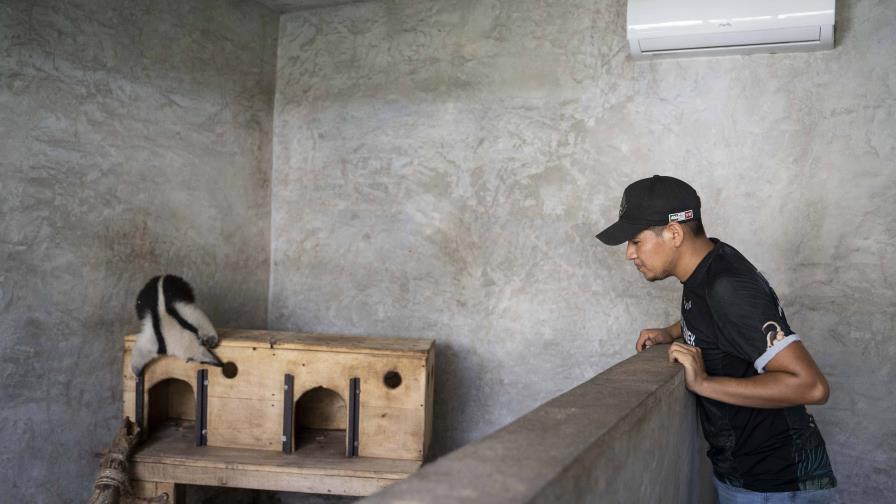 Ola de calor en México: primero fueron los monos, ahora hay aves con aire acondicionado