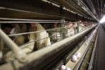 Con 100 millones de aves muertas, la industria podría servir de ejemplo a granjeros ante gripe aviar