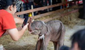Una elefanta da a luz a gemelos de distinto sexo en un caso raro en Tailandia