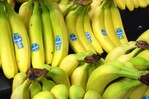 Justicia de EEUU halla responsable a bananera Chiquita de financiar a paramilitares en Colombia Justicia de EEUU halla responsable a bananera Chiquita de financiar a paramilitares en Colombia