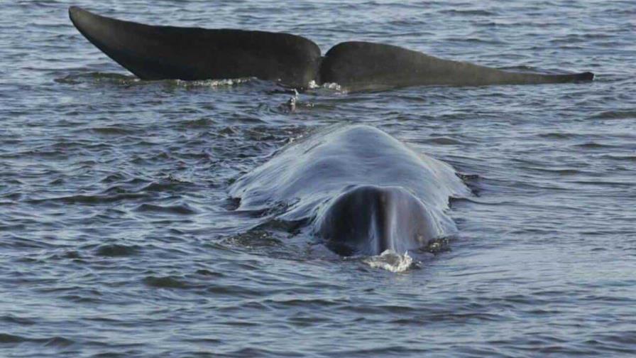 Islandia concede permiso para cazar 128 ballenas en medio de fuertes críticas