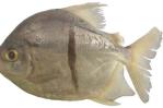 Nueva especie de piraña vegetariana recuerda al Sauron de Tolkien Nueva especie de piraña vegetariana recuerda al Sauron de Tolkien