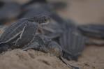 RD y otros 14 países de América realizan diagnóstico sobre las tortugas marinas