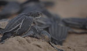 RD y otros 14 países de América realizan diagnóstico sobre las tortugas marinas