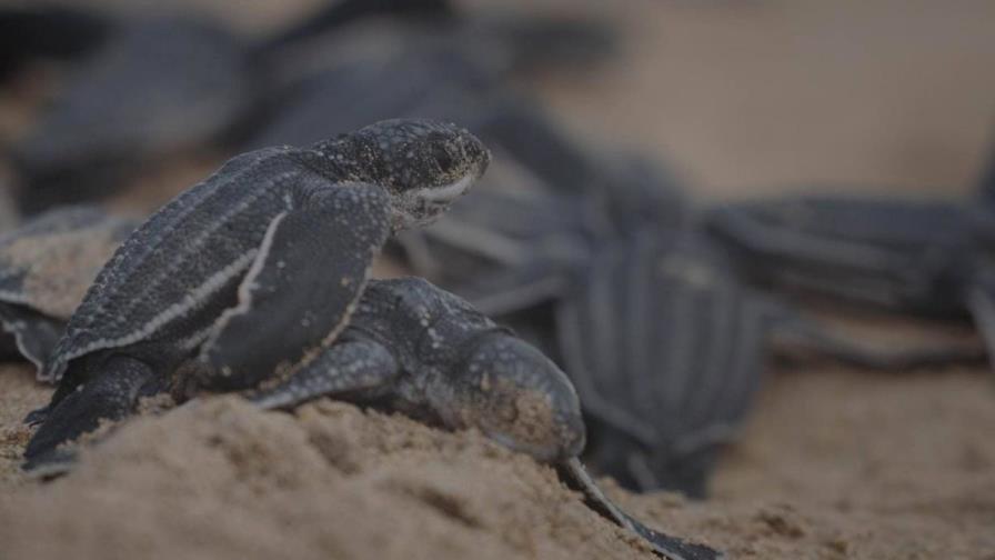 RD y otros 14 países de América realizan diagnóstico sobre las tortugas marinas