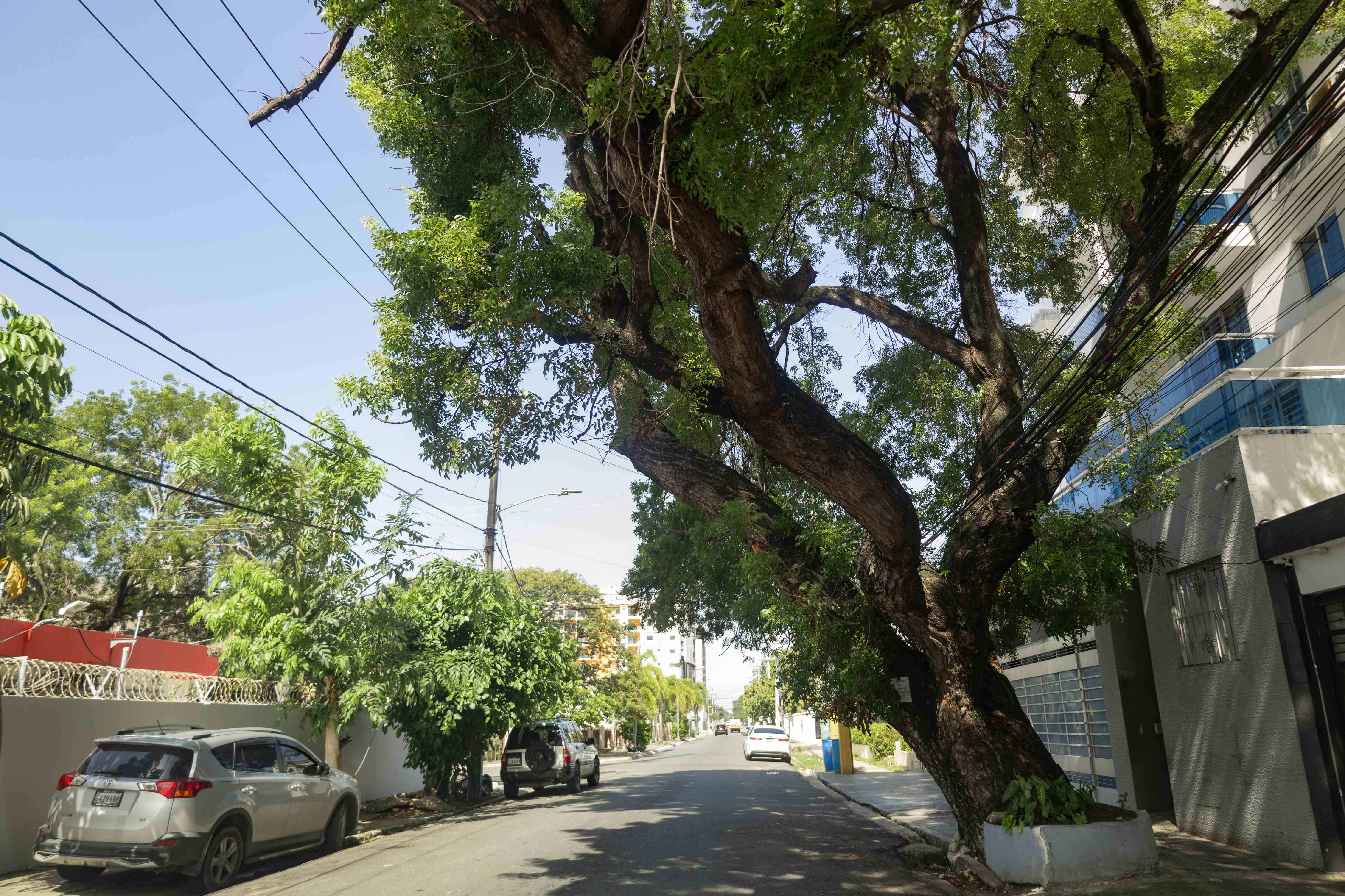 Árbol inclinado en el Distrito Nacional. 