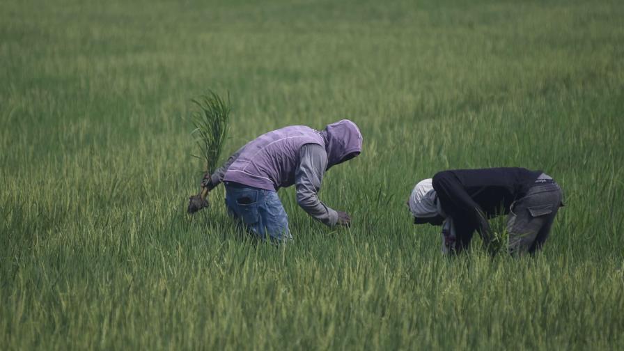 Productores aseguran que el precio del arroz solo ha recibido "pequeños ajustes"