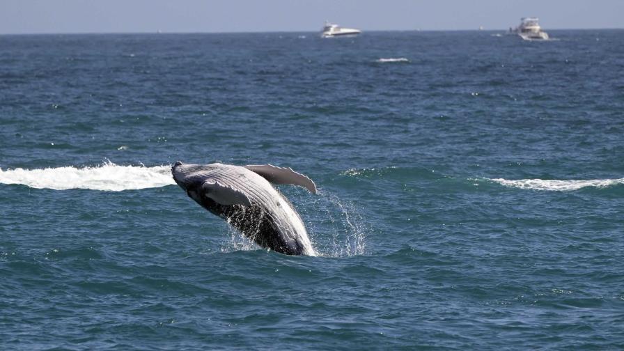 Las ballenas grises encogen a ritmo acelerado a medida que avanza el cambio climático