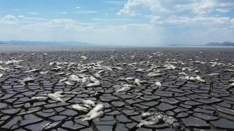 Mueren miles de peces en laguna afectada por sequía en norte de México