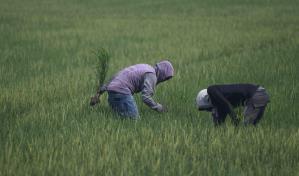 Los agricultores evalúan cómo regularizar y nacionalizar la mano de obra ante deportaciones masivas