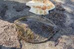 Encuentran caparazón de posible tortuga marina híbrida en La Isabela Encuentran caparazón de posible tortuga marina híbrida en La Isabela