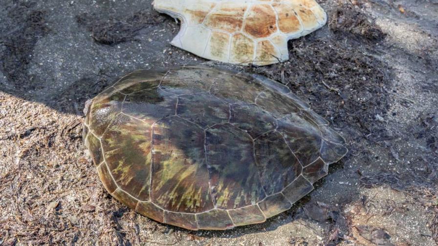 Encuentran caparazón de posible tortuga marina híbrida en La Isabela