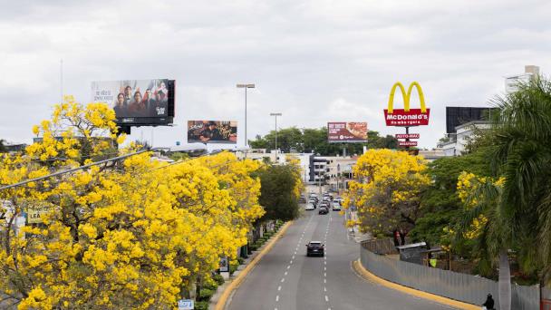 ¿Cuáles son las especies ideales para sembrar en la ciudad?