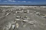 La sequía mata a cientos de miles de peces en el norte de México La sequía mata a cientos de miles de peces en el norte de México