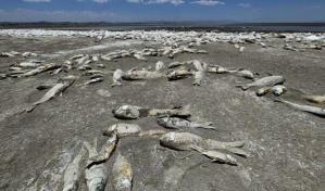 La sequía mata a cientos de miles de peces en el norte de México