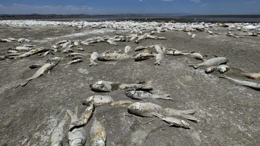 La sequía mata a cientos de miles de peces en el norte de México