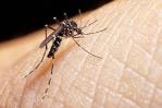 “Año difícil para el dengue”: cifras alcanzan pico histórico en América “Año difícil para el dengue”: cifras alcanzan pico histórico en América