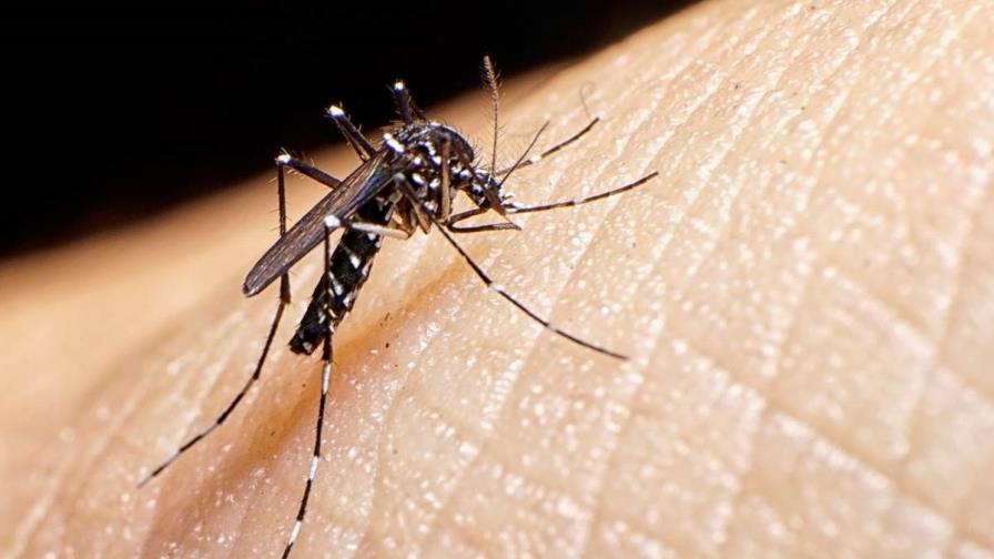 “Año difícil para el dengue”: cifras alcanzan pico histórico en América