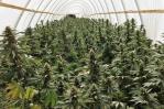 La caída del mercado de la marihuana legal genera incertidumbre en Colorado y California La caída del mercado de la marihuana legal genera incertidumbre en Colorado y California