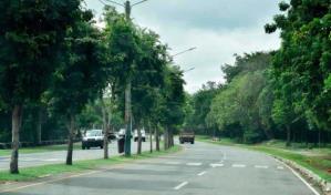 Alcaldía del Distrito Nacional cancela dos colaboradores por poda no autorizada en el Mirador Sur