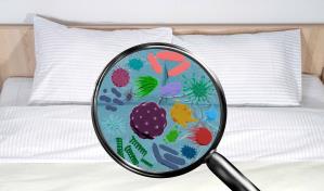 Bacterias, hongos y ácaros: los diminutos compañeros de cama