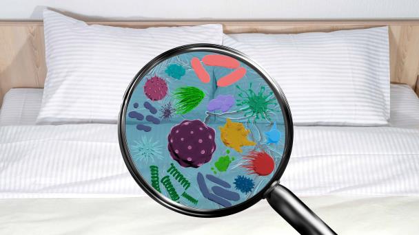 Bacterias, hongos y ácaros: los diminutos compañeros de cama
