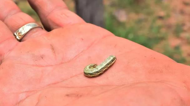 Conoce la enfermedad del gusano barrenador, que ha causado muerte de joven en Costa Rica