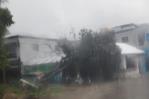 Ventarrón derriba árboles y tendido eléctrico en Jarabacoa Ventarrón derriba árboles y tendido eléctrico en Jarabacoa