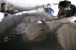 Trasladan a dos belugas de Ucrania a España en operación de alto riesgo Trasladan a dos belugas de Ucrania a España en operación de alto riesgo