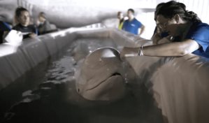 Trasladan a dos belugas de Ucrania a España en operación de alto riesgo