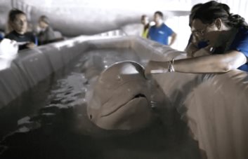 Trasladan a dos belugas de Ucrania a España en operación de alto riesgo