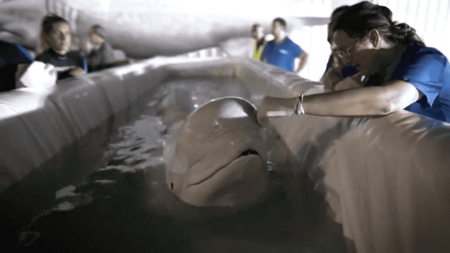 Trasladan a dos belugas de Ucrania a España en operación de alto riesgo