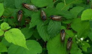 Estados Unidos vivirá mayor invasión de cigarras de los últimos 220 años
