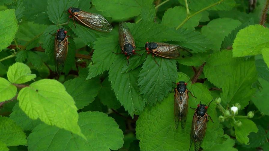 Estados Unidos vivirá mayor invasión de cigarras de los últimos 220 años