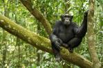 Los chimpancés buscan plantas medicinales cuando están enfermos