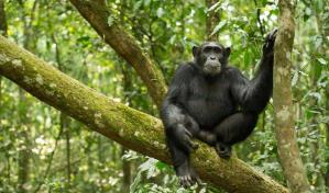 D&iacute;a Internacional de los Primates: abogar por su conservaci&oacute;n