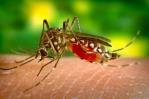 Ecuador reporta 46 muertes por dengue en seis meses y 40,000 casos, casi tres veces más que en marzo Ecuador reporta 46 muertes por dengue en seis meses y 40,000 casos, casi tres veces más que en marzo