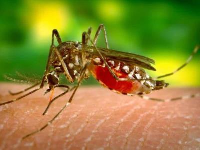 Reportan 46 muertes por dengue en Ecuador y 40,000 casos
