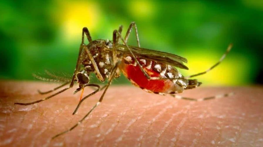 Salud Pública reporta 440 casos confirmados de malaria